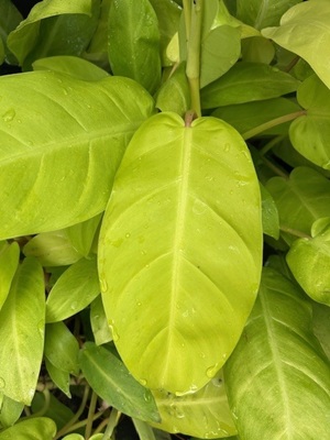 PHILODENDRON